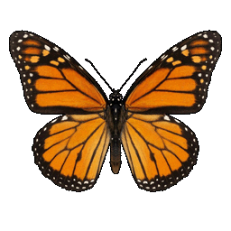 /assets/0/a/monarch.png