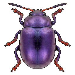 /assets/0/a/purple.png