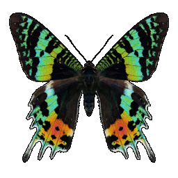 /assets/0/a/sunset_moth.png