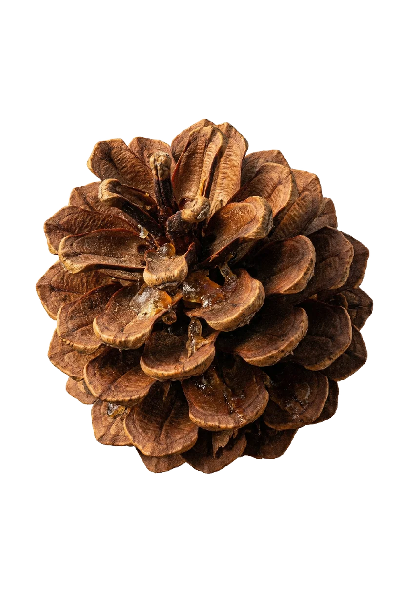 /assets/images/characters/artifacts/a/pinecone.webp