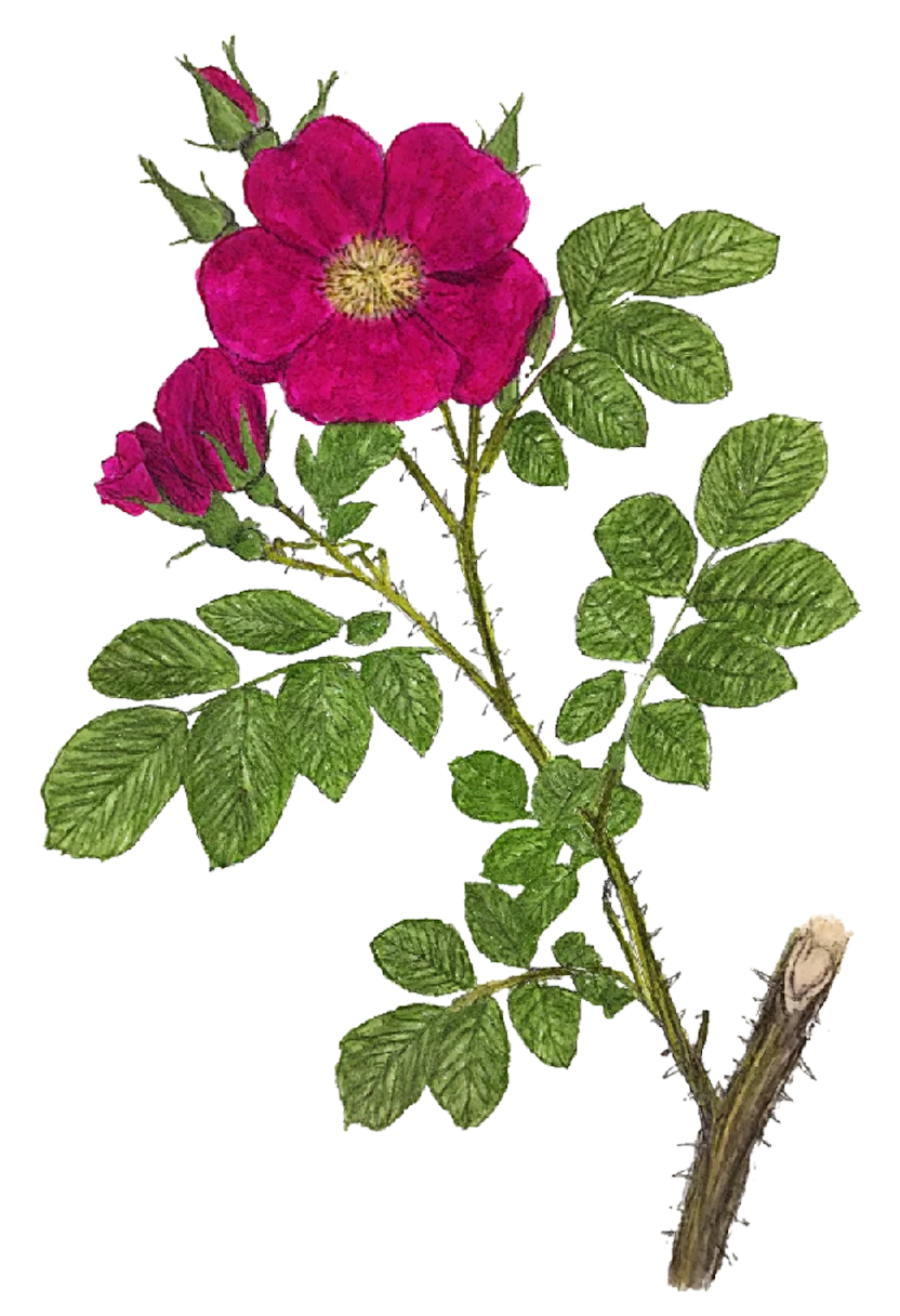 /assets/images/characters/flowers/a/gallic_rose.webp