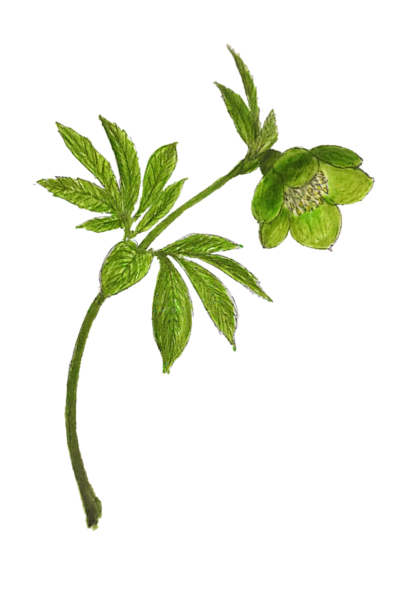 /assets/images/characters/flowers/a/hellebore.webp