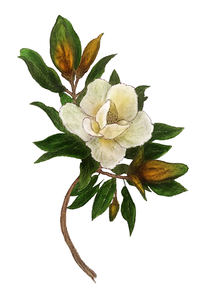 /assets/images/characters/flowers/a/magnolia.webp