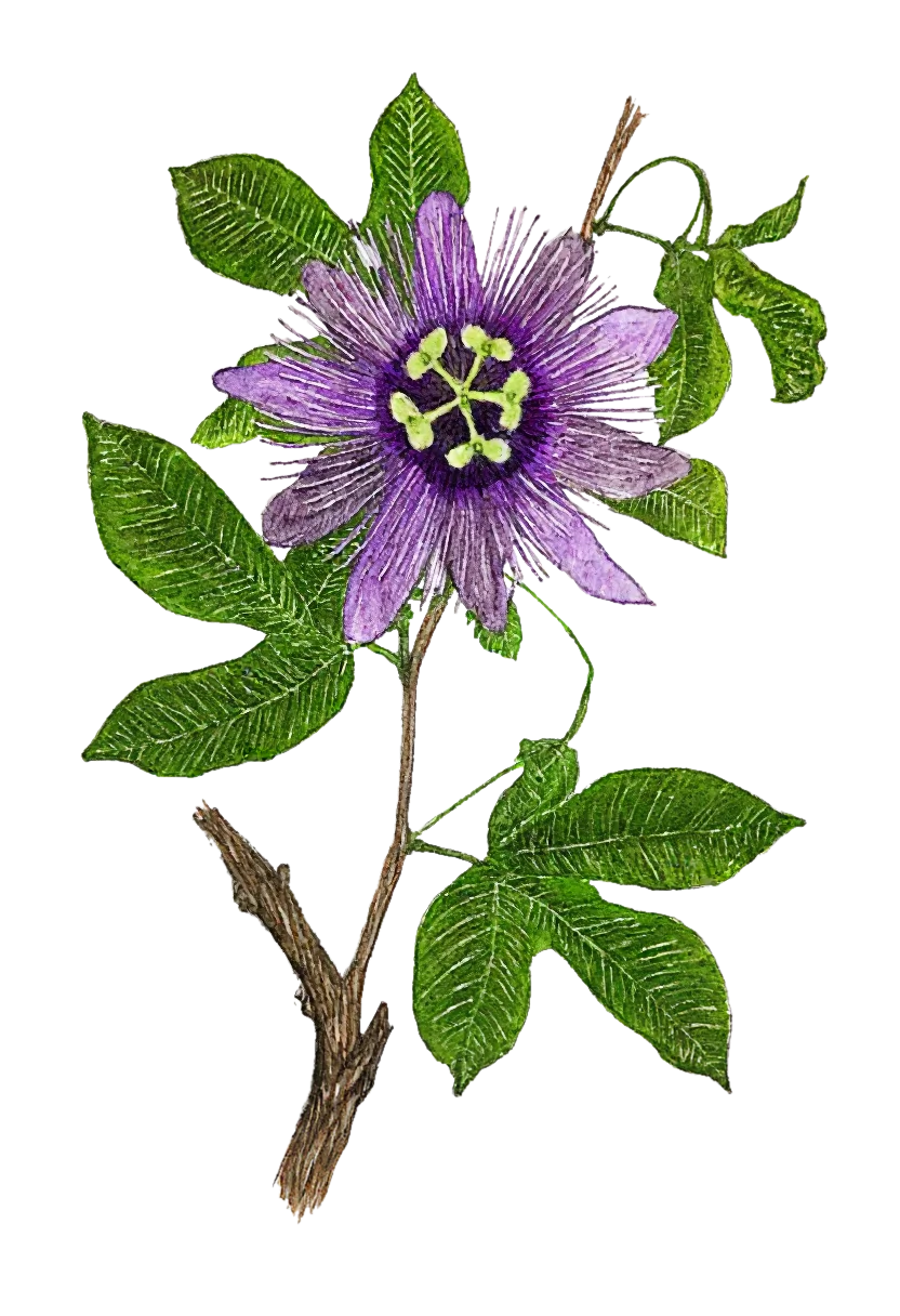/assets/images/characters/flowers/a/passionflower.webp