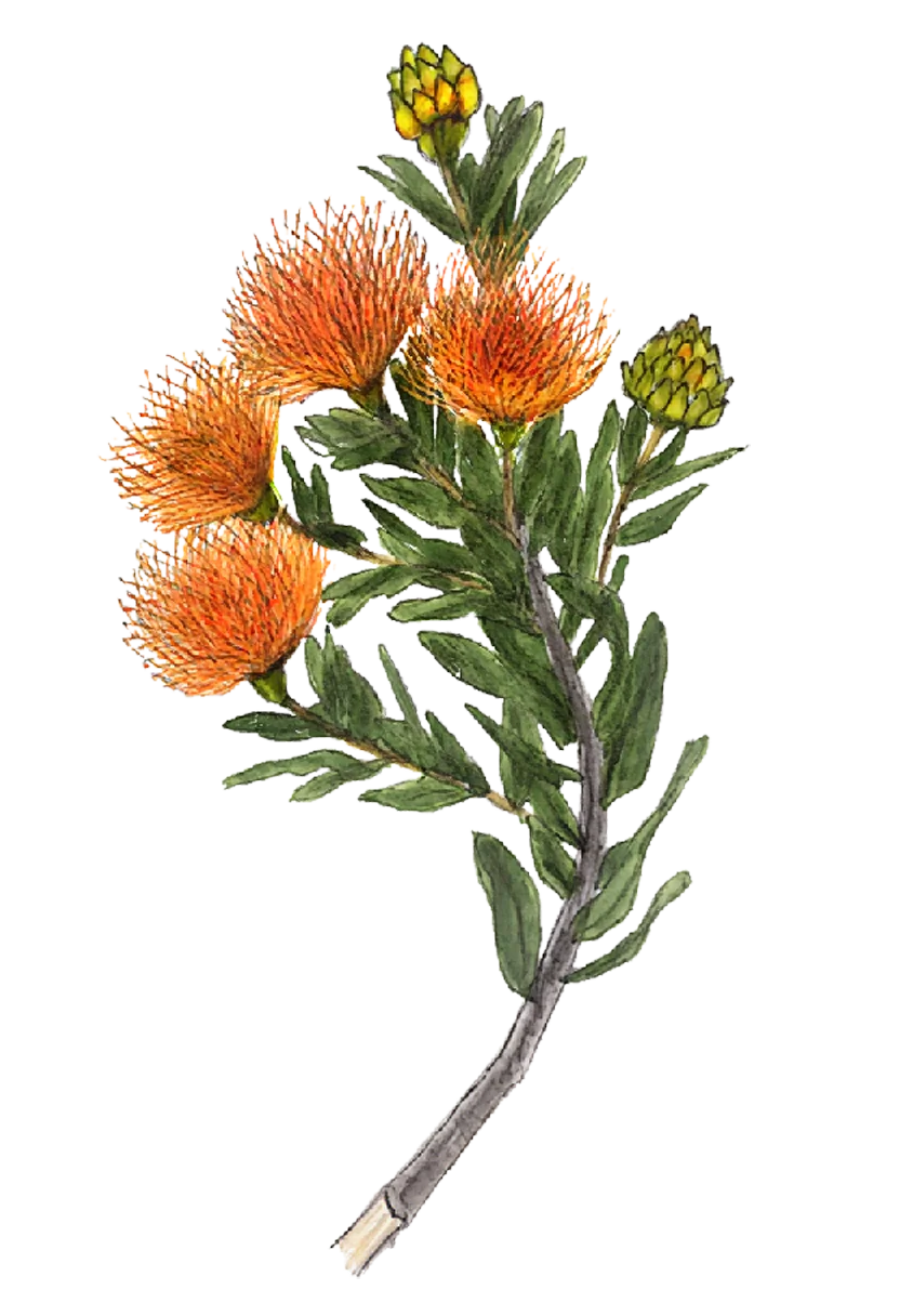 /assets/images/characters/flowers/a/pincushion.webp