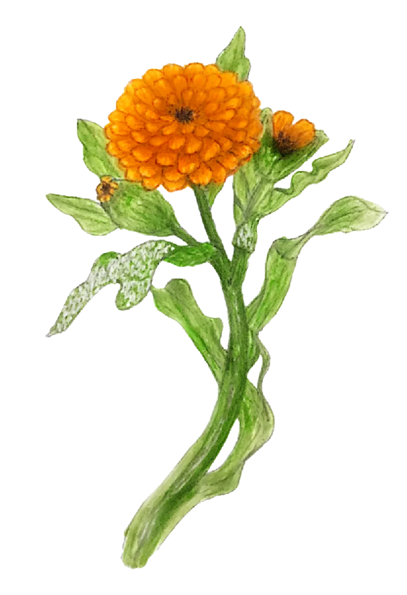 marigold.webp