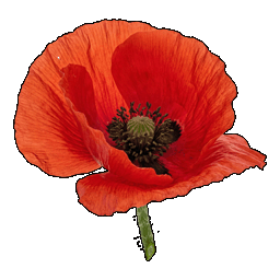 poppy.png