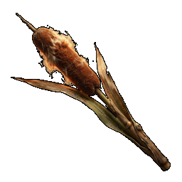cattail.png