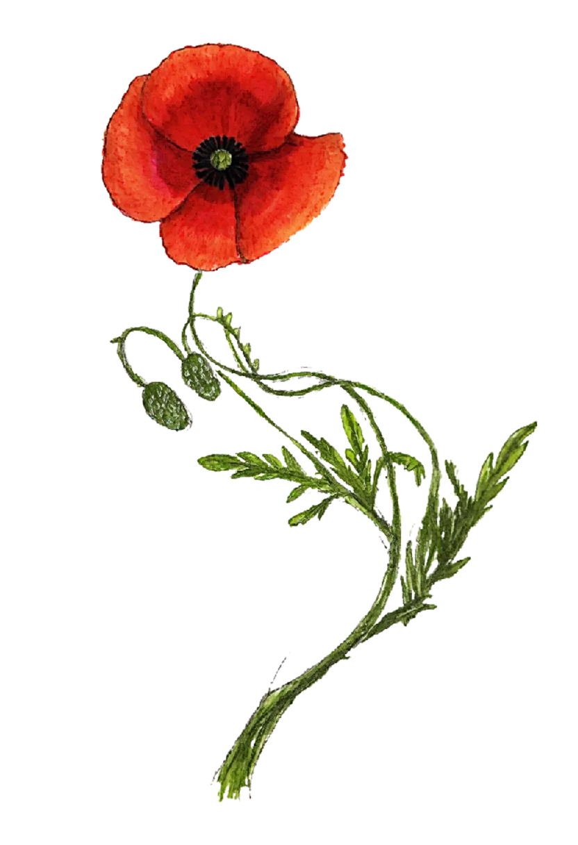 poppy.webp