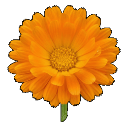 marigold.png
