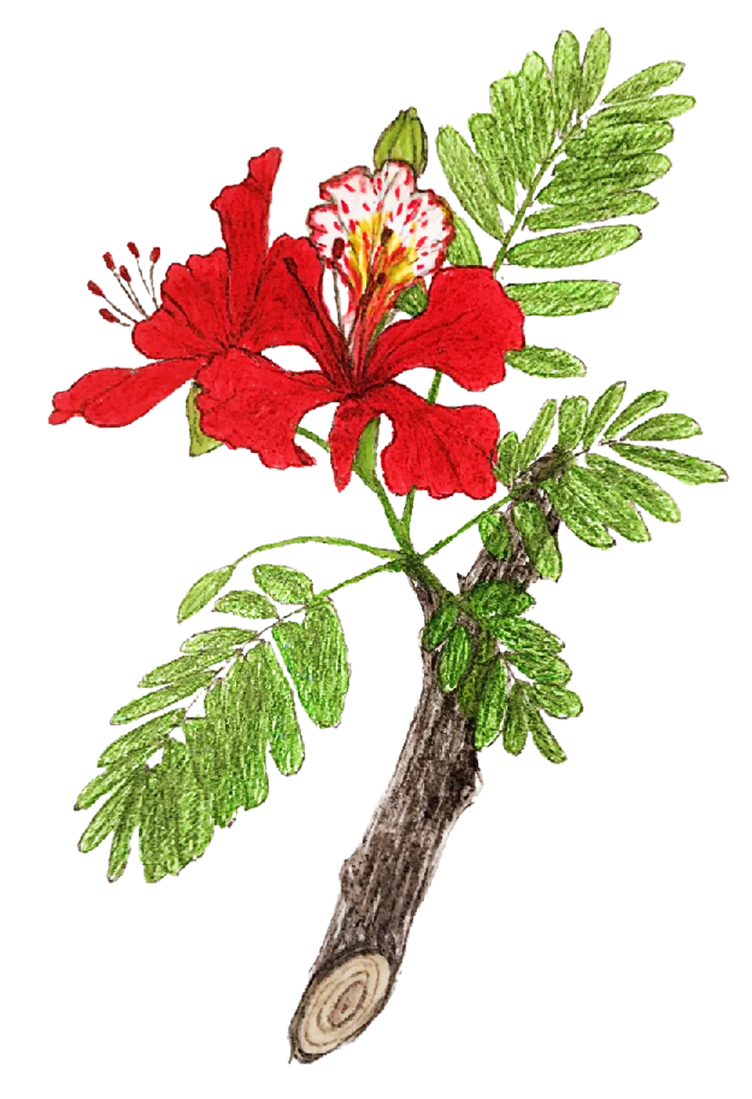 royal_poinciana.webp