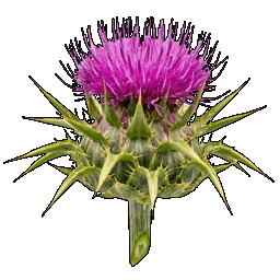 milk_thistle.png