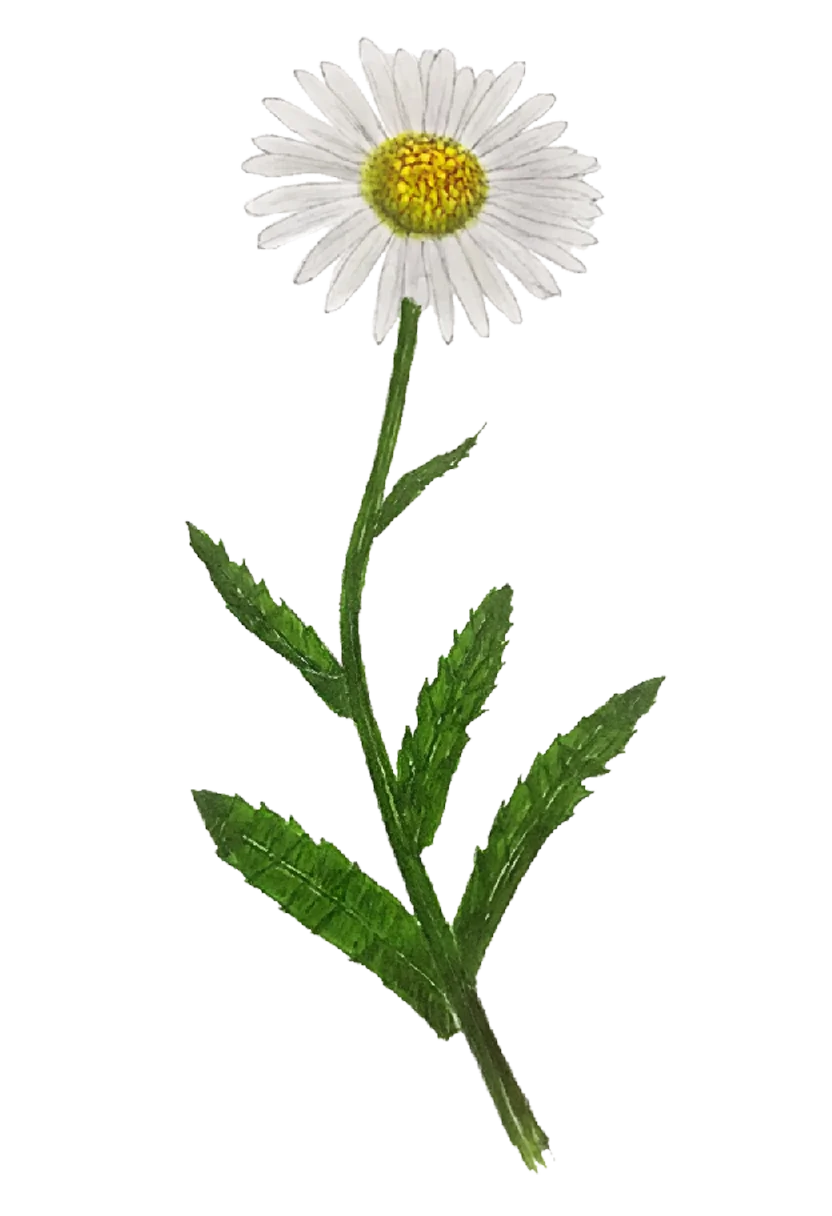 daisy.webp