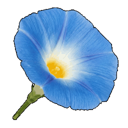 morning_glory.png
