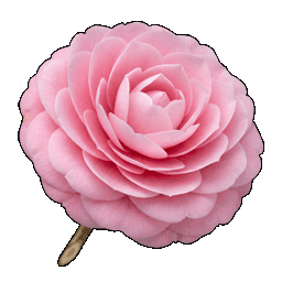 camellia.png