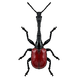 giraffe_weevil.png