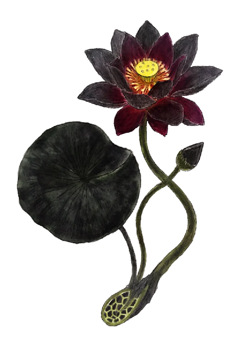 black_lotus.webp