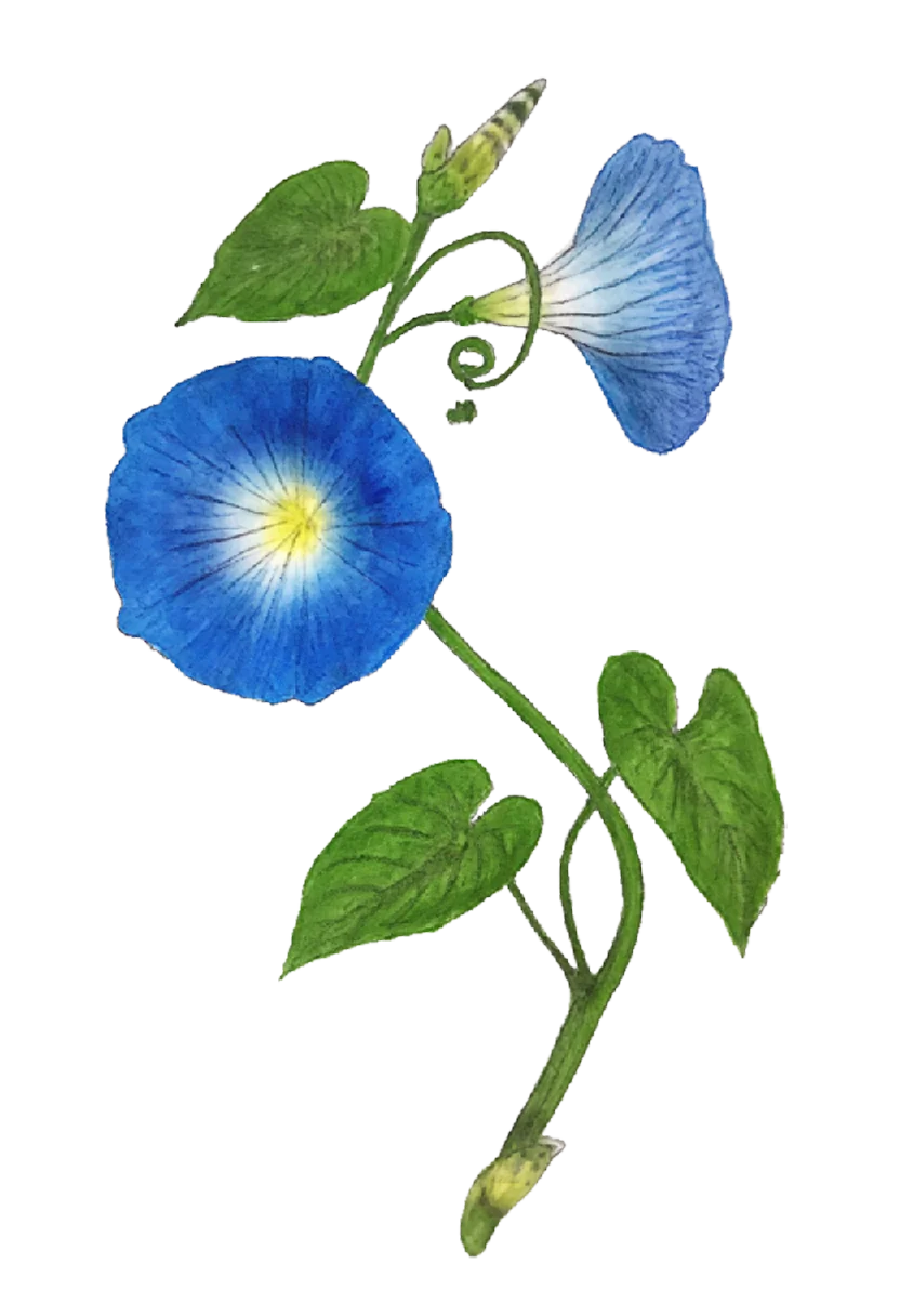 morning_glory.webp