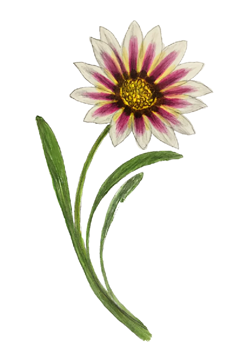 gazania.webp