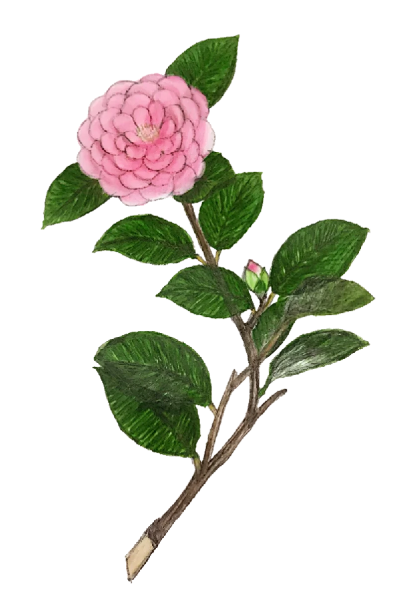 camellia.webp