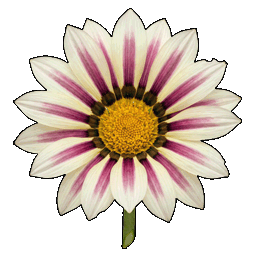 gazania.png