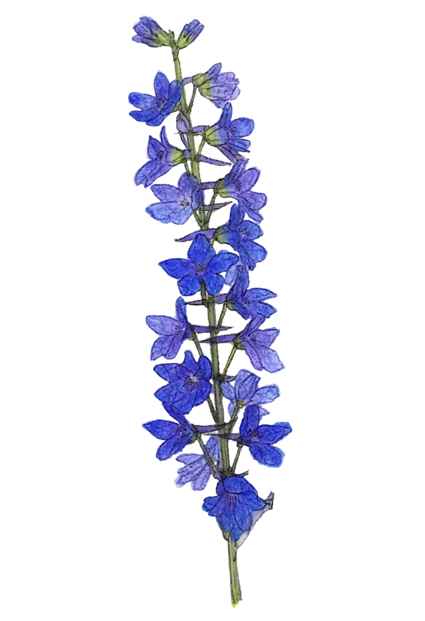 larkspur.webp