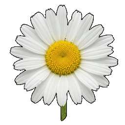 daisy.png