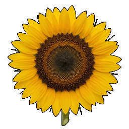 sunflower.png