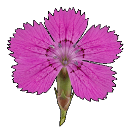carnation.png