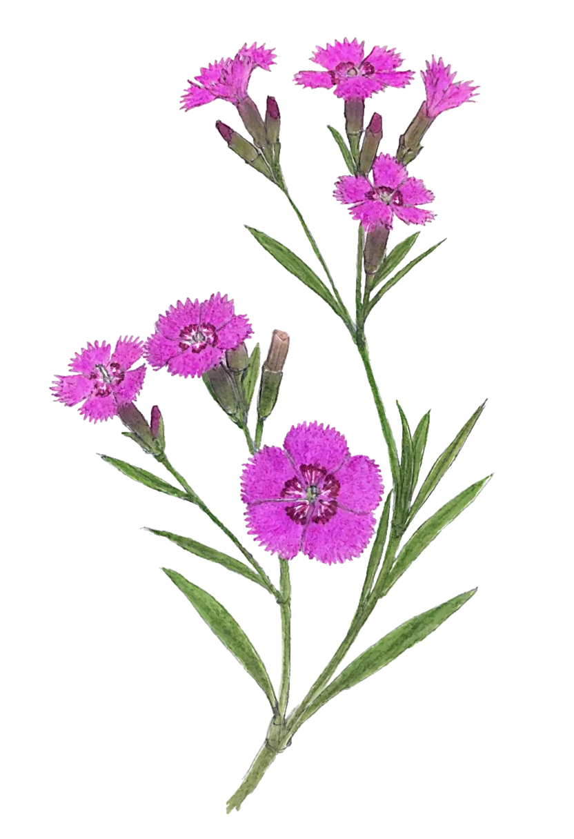 carnation.webp