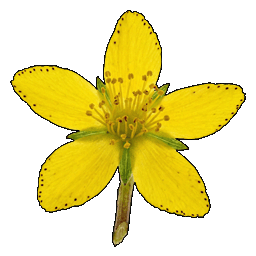 st_johns_wort.png