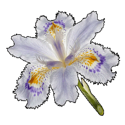 fringed_iris.png