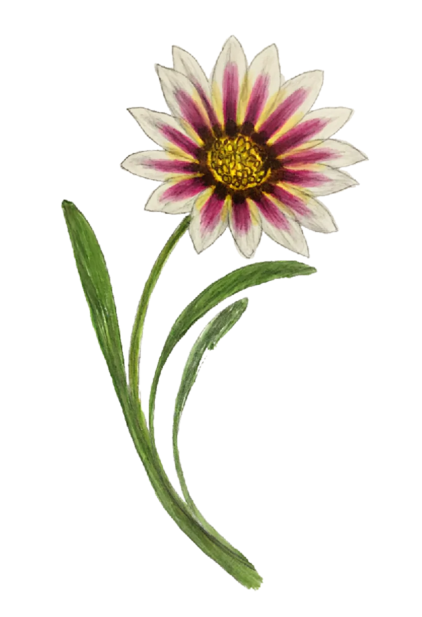 gazania.png