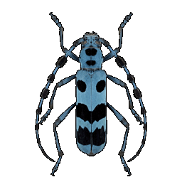 blue_longicorn.png