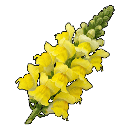 snapdragon.png