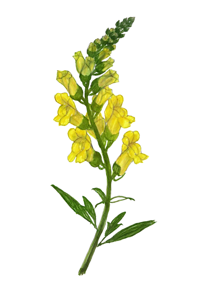 snapdragon.webp