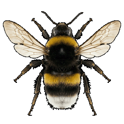 bumblebee.png