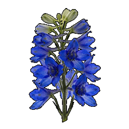 larkspur.png