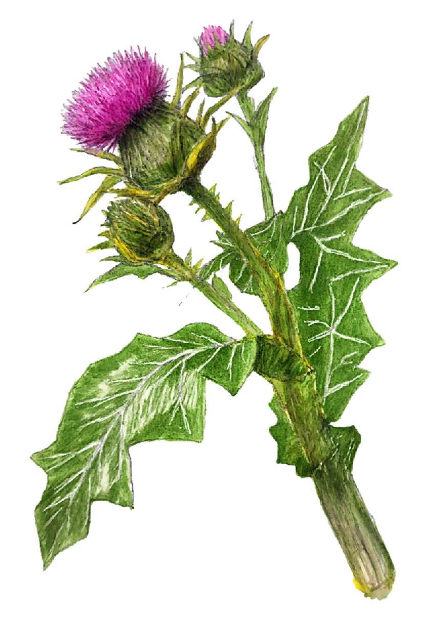 milk_thistle.webp