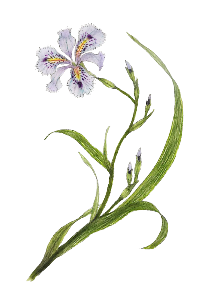 fringed_iris.webp