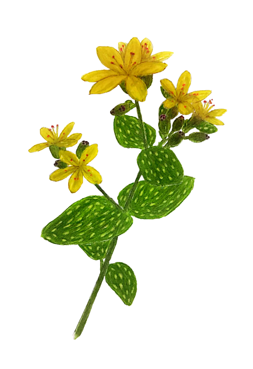 st_johns_wort.webp