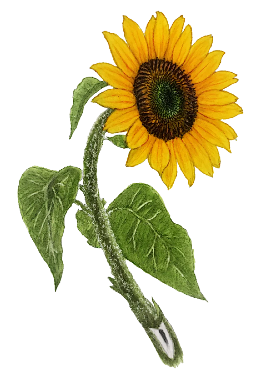 sunflower.webp