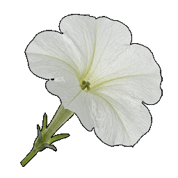 petunia.png