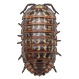 pillbug.png